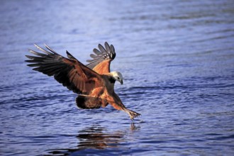 Fish hawk (Busarellus nigricollis), adult flying, hunting, on the hunt, Pantanal, Mato Grosso,