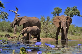 African elephant (Loxodonta africana), adult, female, mother, male, bull, young animal, mother with