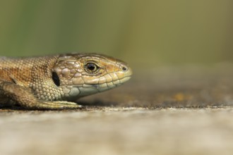 Common lizard (Zootoca vivipara) adult reptile basking on a wooden sleeper, England, United