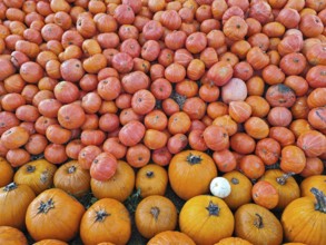 Hokkaido pumpkins, Lower Saxony, Germany, Europe