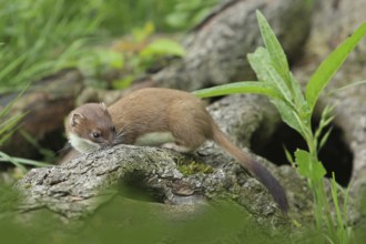 Ermine (Mustela erminea), large weasel