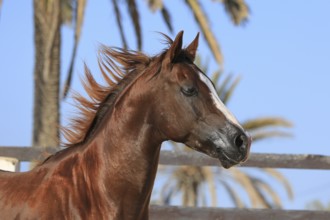 Arabian horse, thoroughbred Arabian, Djerba, Tunisia, Africa
