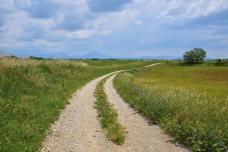 A country lane leads through flowering meadows under a sky with clouds, Valensole,