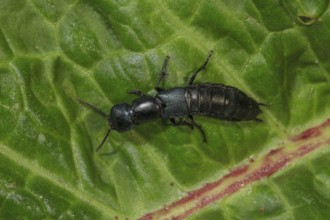 Devil's coach-horse beetle (Ocypu olens) crawling on a green leaf in nature, Baden-Württemberg,