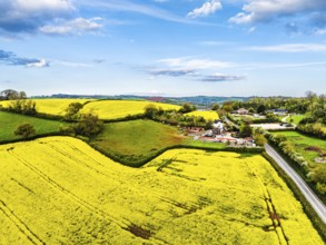 Rapeseed fields and farms from a drone, Torquay, Devon, England, United Kingdom, Europe