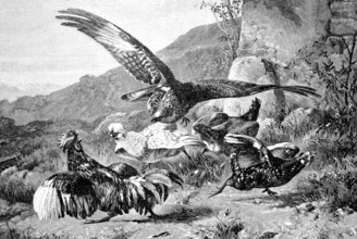 Bird of prey attacks a group of chickens, Historical, digital reproduction of an original from the