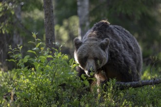 European brown bear, Karelia, Finland, Europe