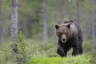 Brown bear (Ursus arctos) in the Finnish taiga, Kuusamo, Finland, Europe