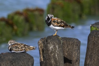 Two ruddy turnstones (Arenaria interpres) in breeding plumage resting on wooden breakwater used as