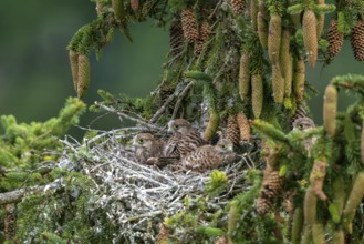 Common kestrel (Falco tinnunculus), young birds not yet ready to fly in the nest,