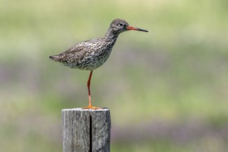 Common redshank (Tringa totanus) in breeding plumage perched on one leg on wooden fence pole along