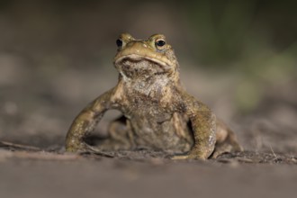 Common toad (Bufo bufo), single male, on the way to spawning waters, evening, toad migration,