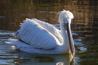 Swimming Dalmatian Pelican (Pelecanus crispus), occurring in south-east Europe, Asia, captive,