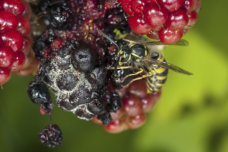Common wasp (Vespula vulgaris) feeding on ripe berries of blackberry bush (Rubus cultivar) in