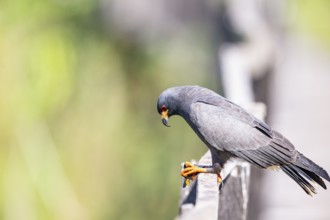 Snail Buzzard (Rostramus sociabilis) Pantanal Brazil