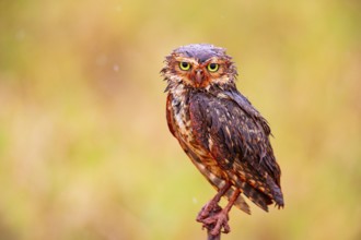 Burrowing owl (Speotyto cunicularia) Pantanal Brazil