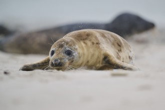 Grey seal (Halichoerus grypus) lying on the beach, Düne, Helgoland, Schleswig-Holstein, Germany,