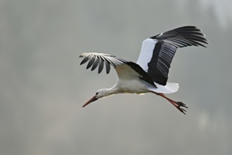 White stork (Ciconia ciconia), in flight, Flachsee, Canton Aargau, Switzerland, Europe