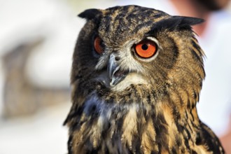 Bengal Eagle Owl (Bubo bengalensis), attentive gaze, captive, Bird Park, Berlebeck Eagle