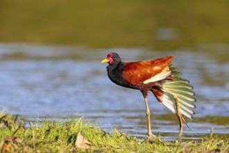 Red-fronted leaflet (Jacana jacana) Pantanal Brazil