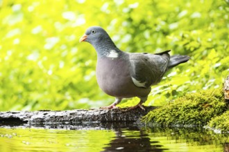 Woodpigeon (Columba palumbus) Germany
