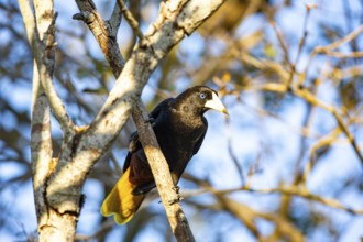 Yellow-rumped cacique (Cacicus cela) Pantanal Brazil