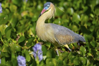 Whistling heron (Syrigma sibilatrix) Pantanal Brazil