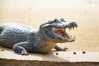 Spectacled caiman (Caiman crocodilius) Panatanal Brazil