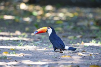 Giant toucan (Ramphastos toco) Pantanal Brazil