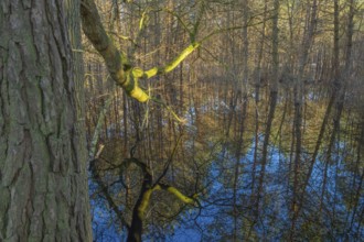 Trees reflected in the water of a pond in the moor adventure trail, Otternhagener Moor, Resse,