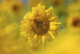 The sun shines down from the sky on a sunflower where some bees are collecting the nectar of the