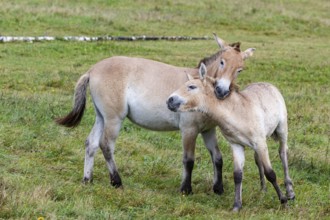 Przewalski's horse (Equus przewalski) capive Germany