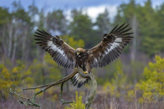 European golden eagle (Aquila chrysaetos chrysaetos) landing on branch with spread wings in