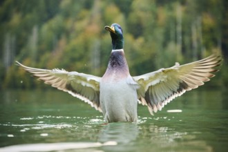 Wild duck (Anas platyrhynchos) male shaking its wings in the water, lake, Bavaria, Germany, Europe