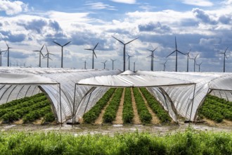 Agriculture, large areas with foil tunnels, for the cultivation of strawberries, wind farm, south