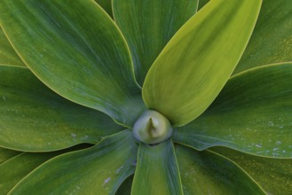 Close-up of an Agave attenuata, dragon tree agave with large green leaves spreading from a central