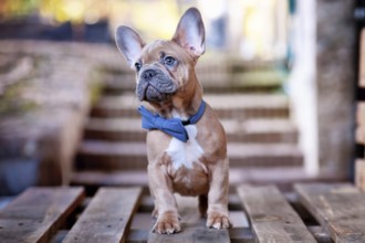 Young blue red fawn French Bulldog dog puppy wearing blue bow tie