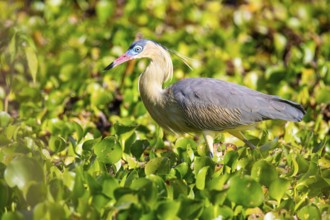 Whistling heron (Syrigma sibilatrix) Pantanal Brazil