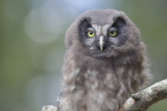 Tengmalm's owl (Aegolius funereus), young bird sitting on a branch, animal portrait,