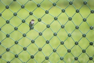 A spotted flycatcher (Muscicapa striata) sitting on a green net fence against a blurred green