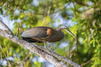 Bare-throated tiger heron (Tigrisoma mexicanum) in a tree, Tortuguero National Park, Costa Rica,