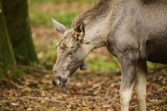 Elk (Alces alces) portrait in a forest, Bavaria, Germany, Europe