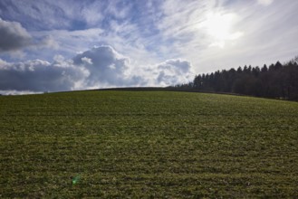 Agriculture, field, coniferous forest, blue sky, cumulus clouds, cirrostratus clouds, backlight,