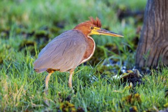 Rufescent tiger heron (Tigrisoma lineatum) Pantanal Brazil