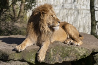 Lion (Panthera leo), lies on a rocky plateau, found in South Africa and East Africa, captive