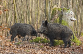Wild boar, wild boar (Sus scrofa) two bucks and young boar looking for food in the forest, Germany,