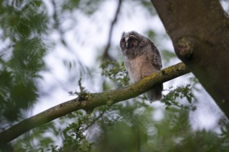 Long-eared owl (Asio otus), young bird, nest fledgling, Bottrop, Ruhr area, North Rhine-Westphalia,