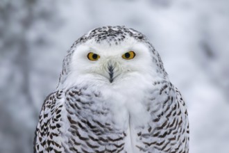 Snowy owl, white owl, Arctic owl (Bubo scandiacus, Strix scandiaca) female close-up portrait in the