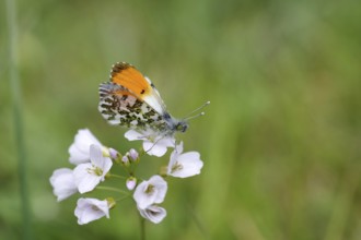 Aurora butterfly (Anthocharis cardamines), male, meadow foamwort (Cardamine pratensis), orange,