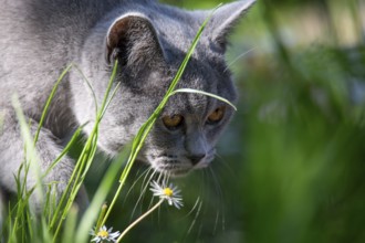 Seven-month-old British Shorthair cat in the garden